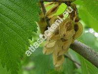 Ulmus laevis Pall. (Ulmus effusa Willd.)