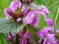 Lamium maculatum L.