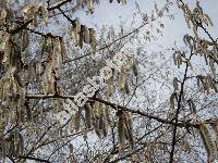 Populus tremula L.