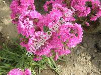 Lychnis viscaria L. 'Pleniflora' (Viscaria vulgaris Bernh., Steris viscaria (L.) Rafin.)