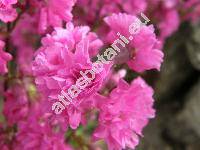 Lychnis viscaria L. 'Pleniflora' (Viscaria vulgaris Bernh., Steris viscaria (L.) Rafin.)