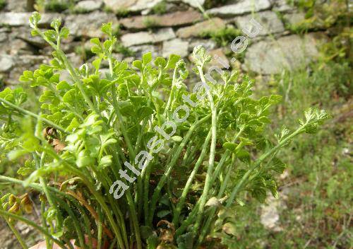 Asplenium ruta-muraria L.