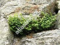 Asplenium ruta-muraria L.