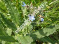 Lycopsis arvensis L. (Anchusa arvensis (L.) M. Bieb.)