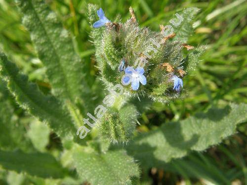 Lycopsis arvensis L. (Anchusa arvensis (L.) M. Bieb.)