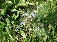 Lycopsis arvensis L. (Anchusa arvensis (L.) M. Bieb.)