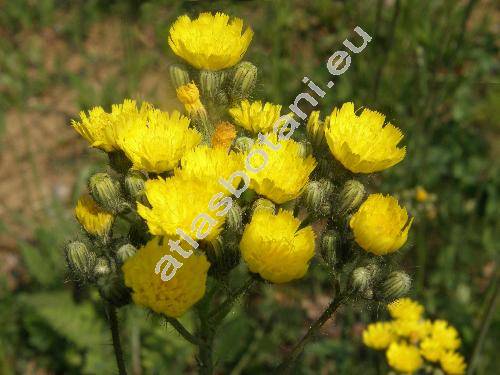 Hieracium bauhini Schult. (Pilosella bauhini (Schult.) Arvet-Touvet, Hieracium glaucescens Bess., Hieracium magyaricum Peter)