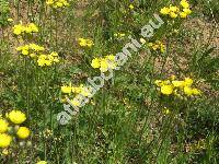 Hieracium bauhini Schult. (Pilosella bauhini (Schult.) Arvet-Touvet, Hieracium glaucescens Bess., Hieracium magyaricum Peter)