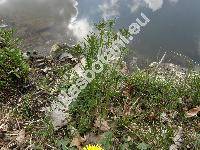 Cardamine matthioli Moretti (Cardamine pratensis var. hayneana Rchb., Cardamine hayneana, Cardamine matthiolii Moretti)