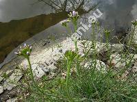 Cardamine matthioli Moretti (Cardamine pratensis var. hayneana Rchb., Cardamine hayneana, Cardamine matthiolii Moretti)