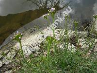 Cardamine matthioli Moretti (Cardamine pratensis var. hayneana Rchb., Cardamine hayneana, Cardamine matthiolii Moretti)