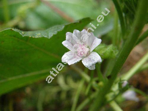 Malva pusilla Sm. (Althea borealis (Wallm.) Alef., Malva rotundifolia L.)