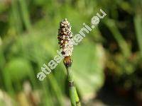 Equisetum hyemale L. (Hippochaete hyemalis (L.) Bruh.)