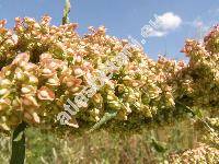 Rumex crispus L. (Lapathum crispum (L.) Scop.)