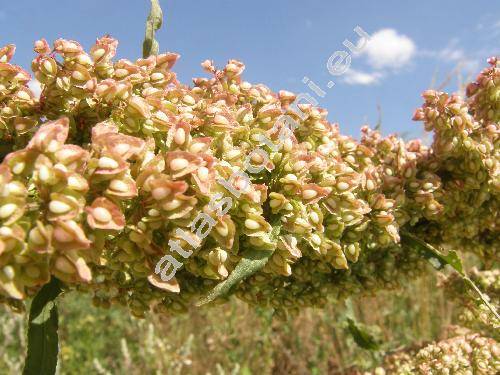 Rumex crispus L. (Lapathum crispum (L.) Scop.)