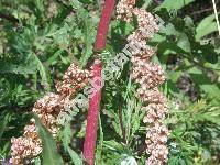 Rumex crispus L. (Lapathum crispum (L.) Scop.)