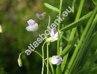 Vicia ervilia (L.) Willd. (Ervum ervilia L.)