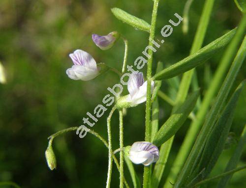 Vicia ervilia (L.) Willd. (Ervum ervilia L.)