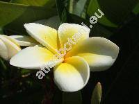 Plumeria alba (Plumeria alba L., Plumeria acutifolia)