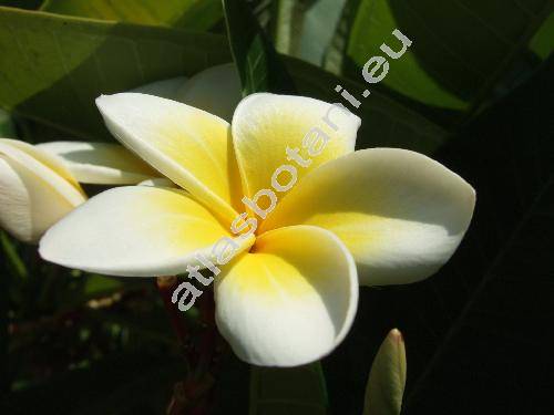 Plumeria alba (Plumeria alba L., Plumeria acutifolia)