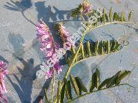 Vicia villosa Roth (Vicia villosa subsp. varia (Host) Corb., Vicia polyphylla Waldst. et Kit, Cracca villosa(Roth) Godr. et Gren., Ervum villosum (Roth) Trautv.)