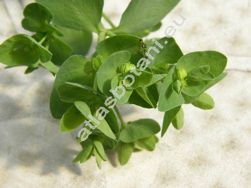 Euphorbia peplus L. (Tithymalus peplus L.)