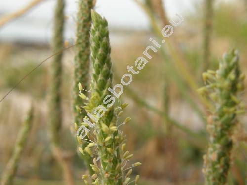 Plantago coronopus L.