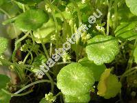 Hydrocotyle vulgaris L.