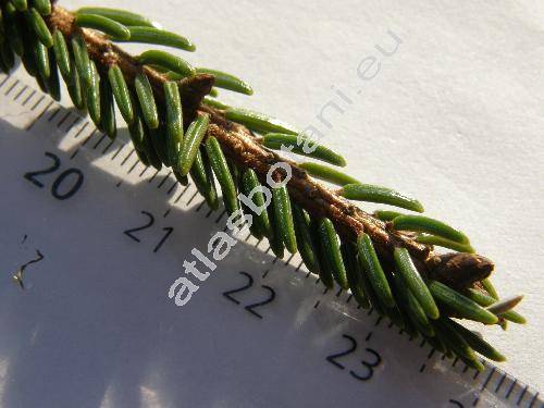 Picea orientalis (L.) Link