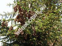 Picea orientalis (L.) Link