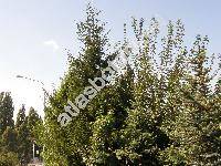 Picea orientalis (L.) Link