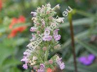 Nepeta cataria L. (Nepeta vulgaris Moench, Glechoma cataria (L.) O. Kuntze)