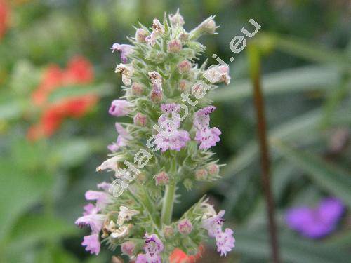 Nepeta cataria L. (Nepeta vulgaris Moench, Glechoma cataria (L.) O. Kuntze)