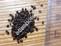 Nepeta cataria L. (Nepeta vulgaris Moench, Glechoma cataria (L.) O. Kuntze)