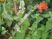 Nepeta cataria L. (Nepeta vulgaris Moench, Glechoma cataria (L.) O. Kuntze)