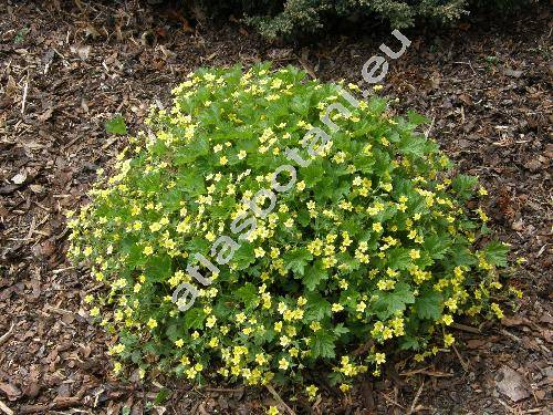 Cortusa matthioli L. (Primula matthioli (L.) Richt.)