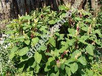 Phytolacca esculenta Van Houtte (Sarcoca esculenta (Van Houtte) Skalick, Pircunia esculenta (Van Houtte), Phytolacca acinosa Roxb. var. esculenta)