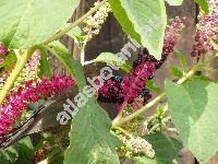 Phytolacca esculenta Van Houtte (Sarcoca esculenta (Van Houtte) Skalick, Pircunia esculenta (Van Houtte), Phytolacca acinosa Roxb. var. esculenta)