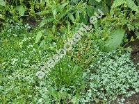 Juncus tenuis Willd. (Juncus macer Gray)