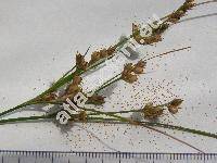 Juncus tenuis Willd. (Juncus macer Gray)