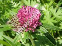 Trifolium alpestre L.