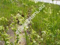 Galium album L.