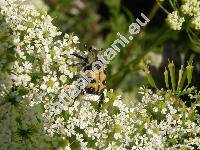 Chaerophyllum aromaticum L. (Myrrhis aromatica (L.) Spreng., Scandix aromatica Wahlenb., Selium aromaticum Krause)