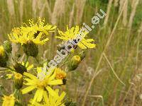 Hieracium sabaudum L. (Hieracium autumnale Griseb., Hieracium nemorosum Dierb., Hieracium silvestre Tausch, Hieracium boreale Fries,Hieracium sabaudum agg.)