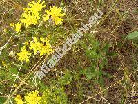 Hieracium sabaudum L. (Hieracium autumnale Griseb., Hieracium nemorosum Dierb., Hieracium silvestre Tausch, Hieracium boreale Fries,Hieracium sabaudum agg.)