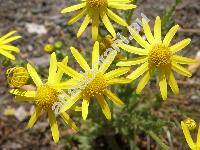 Senecio vernalis W. et K. (Senecio vernalis Waldst. et Kit.)