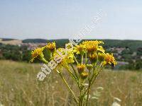 Senecio erraticus Bertol. (Jacobaea vulgaris Moench, Senecio barbaraeifolius Wimm. et Grad.)