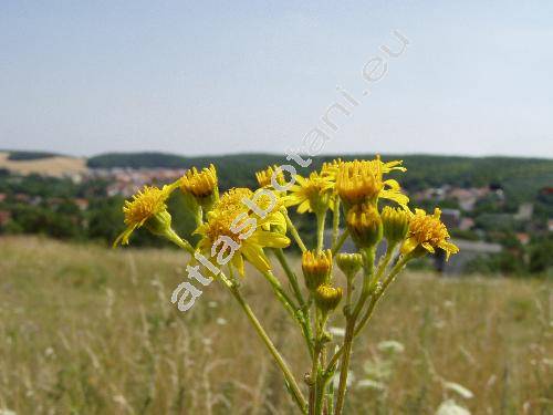 Senecio erraticus Bertol. (Jacobaea vulgaris Moench, Senecio barbaraeifolius Wimm. et Grad.)