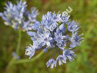 Allium caeruleum (Allium caeruleum Pall., Allium caerulescens Don, Allium azureum Ledeb.)