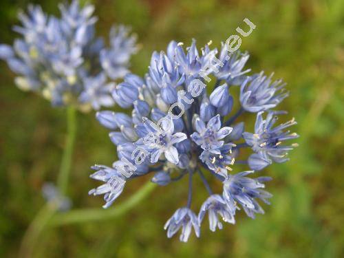 Allium caeruleum (Allium caeruleum Pall., Allium caerulescens Don, Allium azureum Ledeb.)